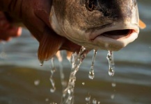 Dan Frasier 's Fly-fishing Pic of a Redfish – Fly dreamers 