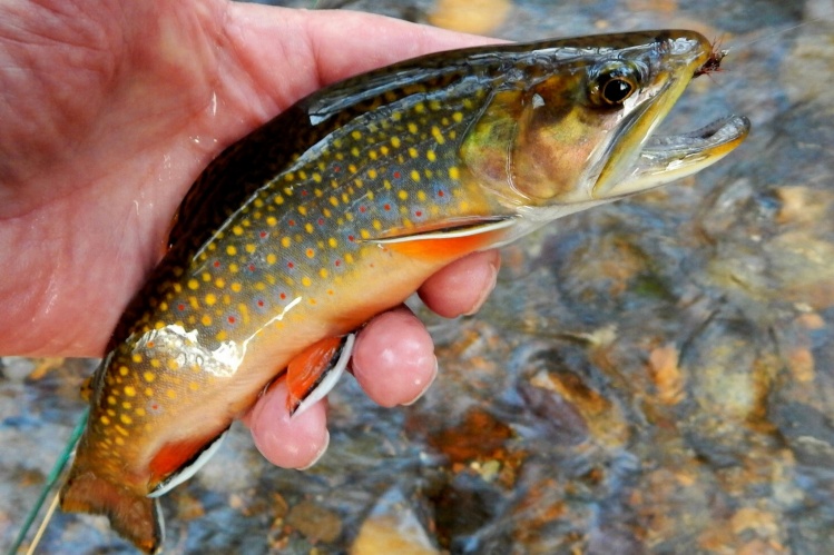 This brook trout was taken in mid January from a small stream