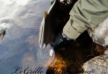  Fotografía de Pesca con Mosca de von Behr trout por LeGrille FlyFishing – Fly dreamers 