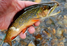 Alan Petrucci 's Fly-fishing Picture of a Brook trout – Fly dreamers 