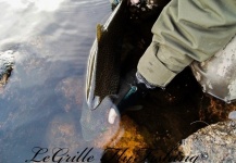 LeGrille FlyFishing 's Fly-fishing Photo of a Brown trout – Fly dreamers 