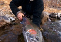 Fly-fishing Photo of Steelhead shared by Taylor Brown – Fly dreamers 