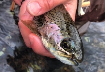 PJ Roberts 's Fly-fishing Picture of a Rainbow trout – Fly dreamers 