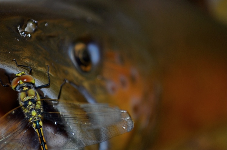 Brown Trout and Dragonfly.....