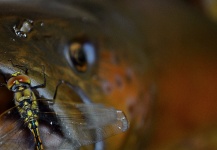 Brett Smith 's Fly-fishing Picture of a Brown trout – Fly dreamers 