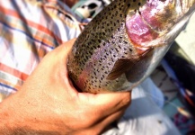 Fly-fishing Picture of Rainbow trout shared by PJ Roberts – Fly dreamers