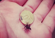Great Fly-tying Picture by Juanjose Cisneros 