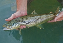 Kevin App 's Fly-fishing Photo of a Brown trout – Fly dreamers 