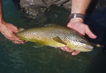 Kevin App 's Fly-fishing Pic of a Brown trout – Fly dreamers 