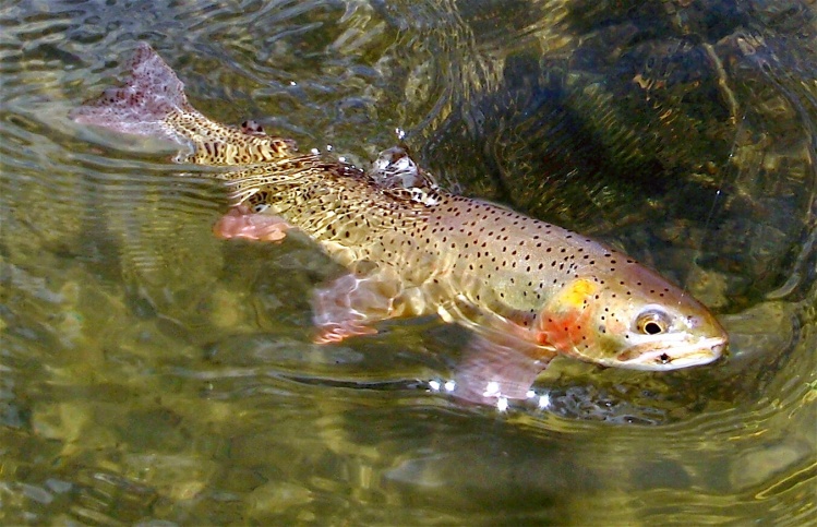 Yellowstone Cutty