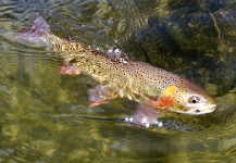 Dave Long 's Fly-fishing Picture of a Cutthroat – Fly dreamers 