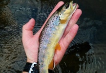 Fly-fishing Photo of Brown trout shared by Jim Liddicoat – Fly dreamers 
