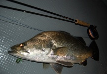 Fly-fishing Pic of Barramundi shared by Masanori Sarai – Fly dreamers 