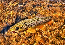 Fly-fishing Picture of Brown trout shared by Jim Liddicoat – Fly dreamers