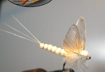 Mark Patenaude 's Fly-tying for Loch Leven trout German - Image – Fly dreamers 