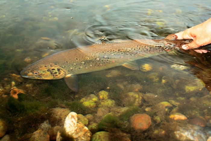 release beautiful fish