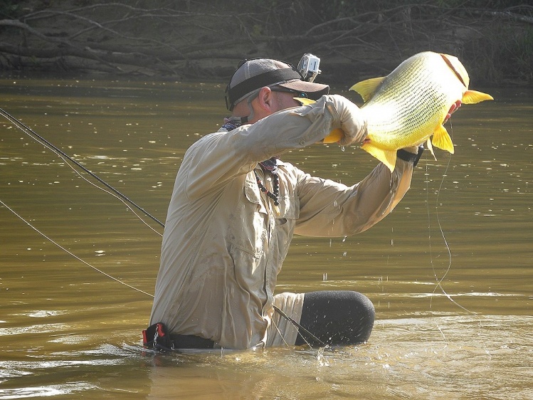 Dorado pescado con mosca en el Rio Secure
