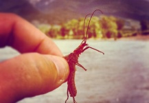 Fly-fishing Entomology Picture shared by Jake Peppiatt – Fly dreamers