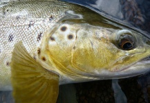 Fly-fishing Photo of Marrones shared by Jeremy Treweek – Fly dreamers 