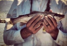 Jake Peppiatt 's Fly-fishing Catch of a Brown trout – Fly dreamers 