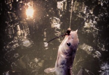 Jake Peppiatt 's Fly-fishing Picture of a Catfish – Fly dreamers 