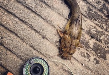 Jake Peppiatt 's Fly-fishing Picture of a Catfish – Fly dreamers 