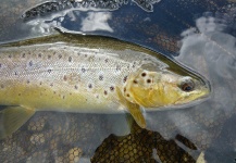 Jeremy Treweek 's Fly-fishing Image of a German brown – Fly dreamers 