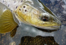 Jeremy Treweek 's Fly-fishing Photo of a Brown trout – Fly dreamers 