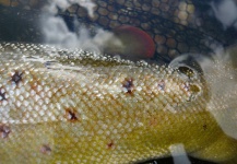 Jeremy Treweek 's Fly-fishing Pic of a Browns – Fly dreamers 