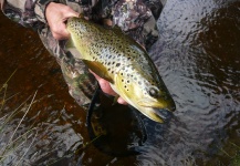 Jeremy Treweek 's Fly-fishing Pic of a von Behr trout – Fly dreamers 