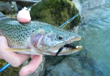 Kevin Hardman 's Fly-fishing Image of a Cutthroat – Fly dreamers 