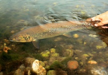 Snjezana Bratic 's Fly-fishing Catch of a Brown trout – Fly dreamers 