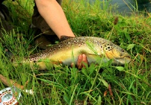 Snjezana Bratic 's Fly-fishing Pic of a Brown trout – Fly dreamers 