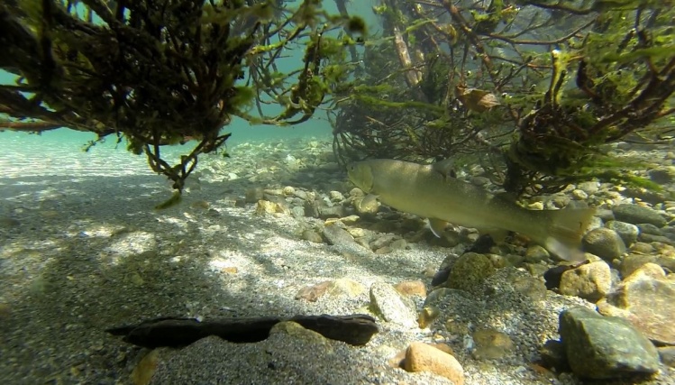 Washington Bull Trout (Salvelinus confluentus)
Video: <a href="https://vimeo.com/72057819">https://vimeo.com/72057819</a>