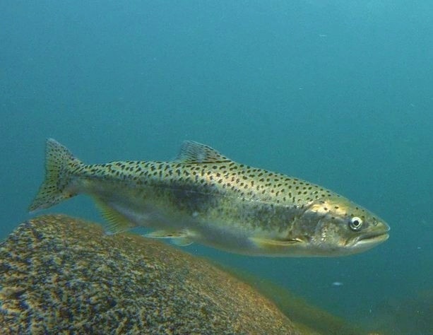 Washington state Chinook Salmon. This is an immature 'jack' salmon.  (Oncorhynchus tshawytscha) Video: <a href="https://vimeo.com/49889882">https://vimeo.com/49889882</a>