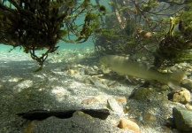  Fotografía de Pesca con Mosca de Bull trout por Russ R – Fly dreamers