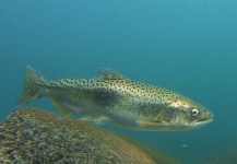  Fotografía de Pesca con Mosca de Salmón King por Russ R – Fly dreamers 