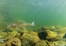  Fotografía de Pesca con Mosca de Trucha arcoiris compartida por Russ R – Fly dreamers