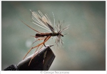  Imagen de atado de moscas para Trucha marrón por George Secareanu – Fly dreamers