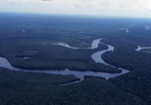Amazon,Rio Negro,Peacock Bass