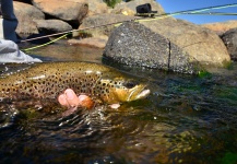  Foto de Pesca con Mosca de Trucha marrón compartida por Exequiel Bustos – Fly dreamers