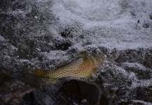  Fotografía de Pesca con Mosca de Trucha arcoiris por Exequiel Bustos – Fly dreamers 