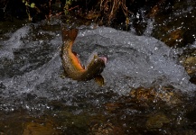  Imagen de Pesca con Mosca de Trucha de arroyo o fontinalis compartida por Exequiel Bustos – Fly dreamers