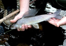 Dave Long 's Fly-fishing Picture of a Grayling – Fly dreamers 