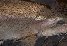 Exequiel Bustos 's Fly-fishing Picture of a Rainbow trout – Fly dreamers 