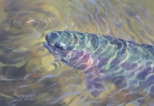 Fly-fishing Art for Rainbow trout - Picture shared by ROBERT CORSETTI - Artist  – Fly dreamers