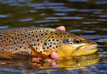 Fly-fishing Pic by Exequiel Bustos 