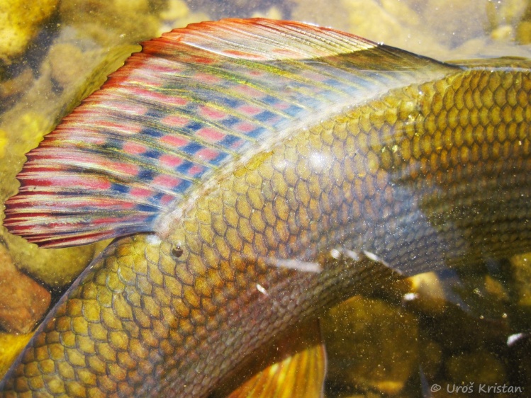 Colorful dorsal fin