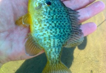 LUIS SÁNCHEZ ANAYA 's Fly-fishing Picture of a Sunfish – Fly dreamers 