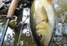 Uros Kristan 's Fly-fishing Catch of a Chub – Fly dreamers 